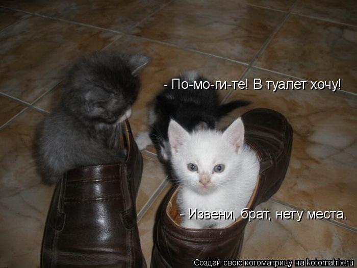 - По-мо-ги-те! В туалет хочу! - Извени, брат, нету места.... Котоматрица: - По-мо-ги-те! В туалет хочу! - Извени, брат, нету места.