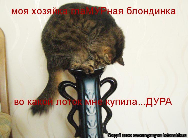 моя хозяйка глаМУРная блондинка во какой лоток мне купила...ДУРА... Котоматрица: моя хозяйка глаМУРная блондинка во какой лоток мне купила...ДУРА