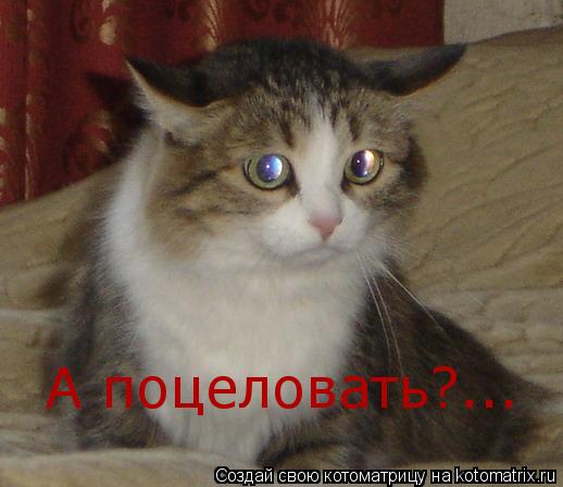 А поцеловать?...... Котоматрица: А поцеловать?...