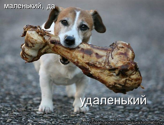 маленький, да удаленький... Котоматрица: маленький, да удаленький