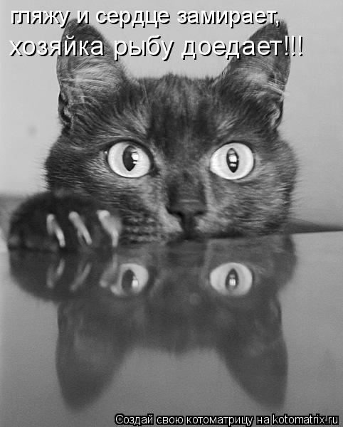Котоматрица: гляжу и сердце замирает, хозяйка рыбу доедает!!!