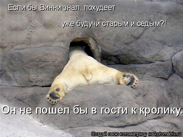 Если бы Винни знал, похудеет уже будучи старым и седым?! Он не пошел бы в гости к кролику.... Котоматрица: Если бы Винни знал, похудеет уже будучи старым и седым?! Он не пошел бы в гости к кролику.