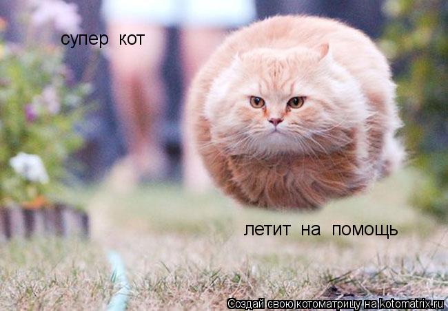 супер кот летит на помощь... Котоматрица: супер кот летит на помощь