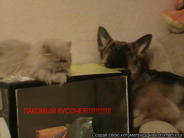 Котоматрица: ЛАКОМЫЙ КУСОЧЕК!!!!!!!!!!!!!!