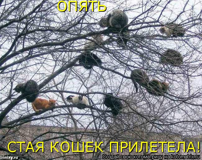 Котоматрица: СТАЯ КОШЕК ПРИЛЕТЕЛА!!!!!!!!!!!! ОПЯТЬ