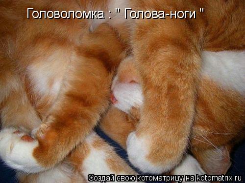 Котоматрица: Головоломка : " Голова-ноги "