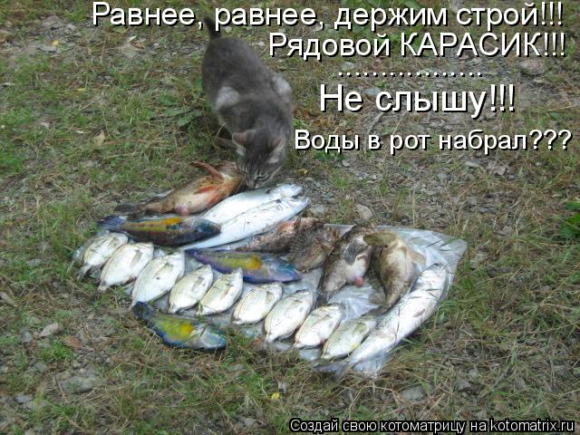 Котоматрица: Равнее, равнее, держим строй!!! Рядовой КАРАСИК!!! ................. Не слышу!!! Воды в рот набрал???