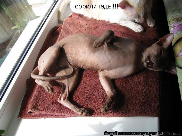 Котоматрица: Побрили гады!!!
