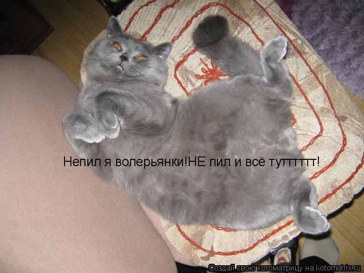 Непил я волерьянки!НЕ пил и всё тутттттт!... Котоматрица: Непил я волерьянки!НЕ пил и всё тутттттт!