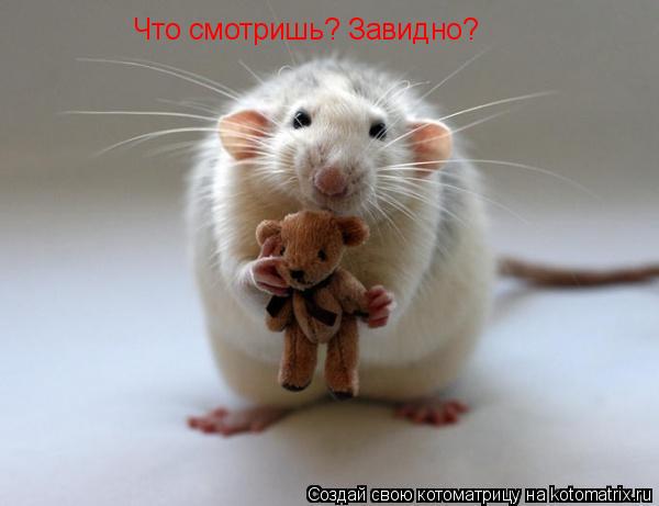 Что смотришь? Завидно?... Котоматрица: Что смотришь? Завидно?