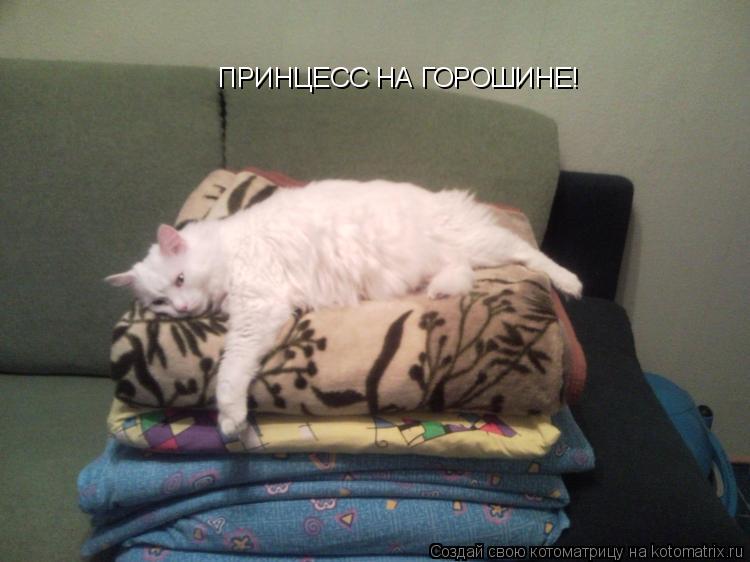 ПРИНЦЕСС НА ГОРОШИНЕ!... Котоматрица: ПРИНЦЕСС НА ГОРОШИНЕ!