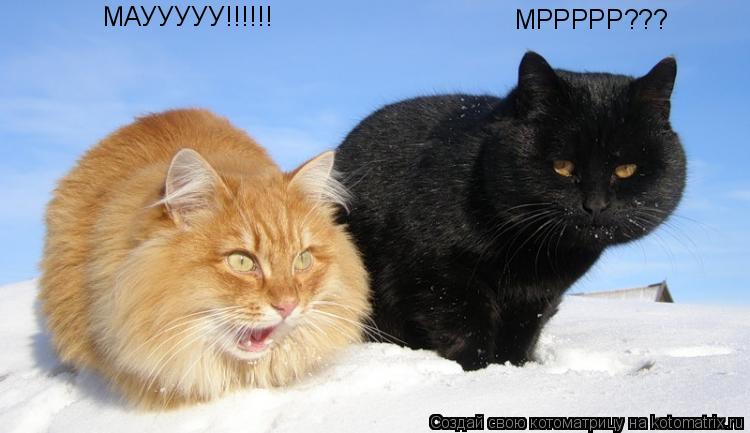 МРРРРР??? МАУУУУУ!!!!!!... Котоматрица: МРРРРР??? МАУУУУУ!!!!!!
