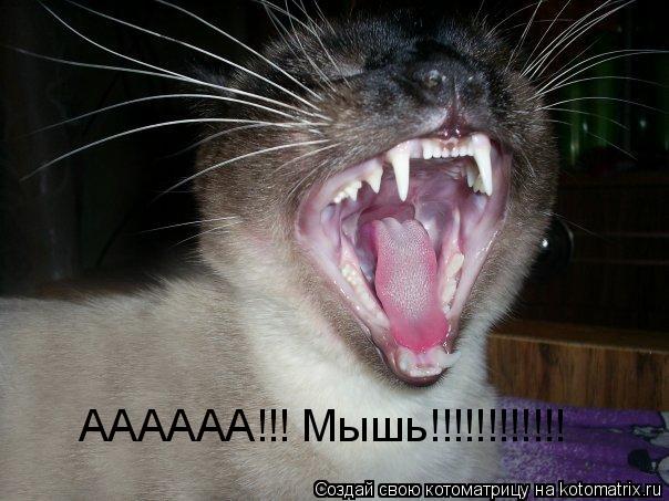 АААААА!!! Мышь!!!!!!!!!!!!... Котоматрица: АААААА!!! Мышь!!!!!!!!!!!!