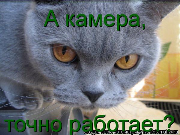 А камера, точно работает?... Котоматрица: А камера, точно работает?