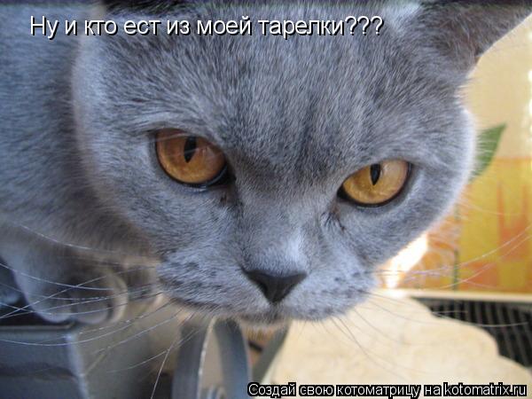 Ну и кто ест из моей тарелки???... Котоматрица: Ну и кто ест из моей тарелки???