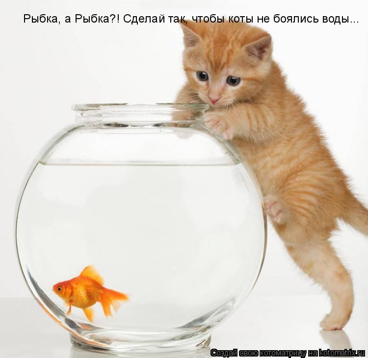 Рыбка, а Рыбка?! Сделай так, чтобы коты не боялись воды...... Котоматрица: Рыбка, а Рыбка?! Сделай так, чтобы коты не боялись воды...