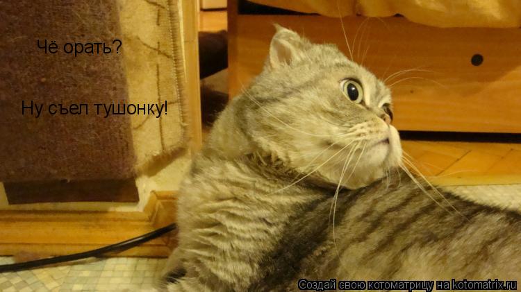 Чё орать? Ну съел тушонку!... Котоматрица: Чё орать? Ну съел тушонку!