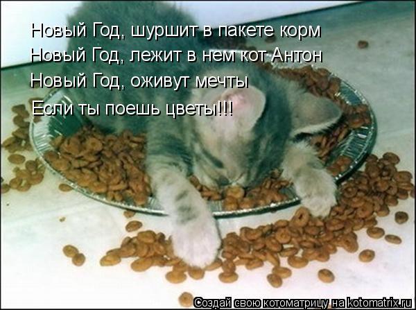 Новый Год, шуршит в пакете корм Новый Год, лежит в нем кот Антон Новый Год, оживут мечты Если ты поеш... Котоматрица: Новый Год, шуршит в пакете корм Новый Год, лежит в нем кот Антон Новый Год, оживут мечты Если ты поешь цветы!!!