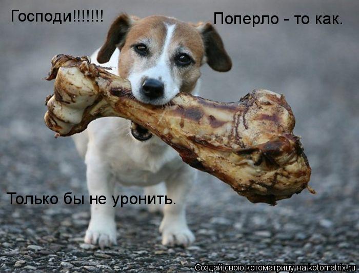 Господи!!!!!!! Поперло - то как. Только бы не уронить.... Котоматрица: Господи!!!!!!! Поперло - то как. Только бы не уронить.