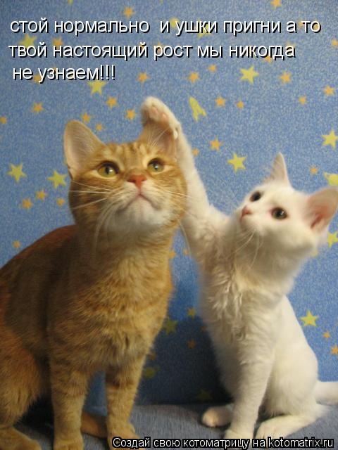 стой нормально и ушки пригни а то твой настоящий рост мы никогда не узнаем!!!... Котоматрица: стой нормально и ушки пригни а то твой настоящий рост мы никогда не узнаем!!!