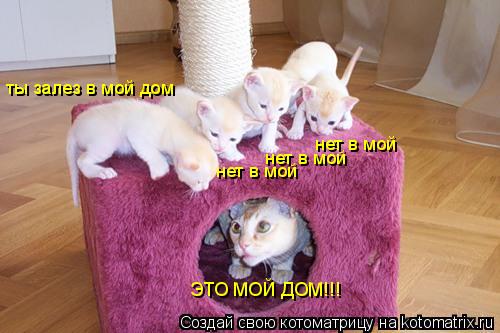 ты залез в мой дом ЭТО МОЙ ДОМ!!! нет в мой нет в мой нет в мой... Котоматрица: ты залез в мой дом ЭТО МОЙ ДОМ!!! нет в мой нет в мой нет в мой