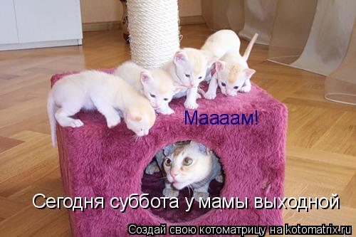 Маааам! Сегодня суббота у мамы выходной... Котоматрица: Маааам! Сегодня суббота у мамы выходной