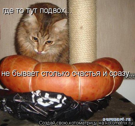 где то тут подвох... не бывает столько счастья и сразу...... Котоматрица: где то тут подвох... не бывает столько счастья и сразу...