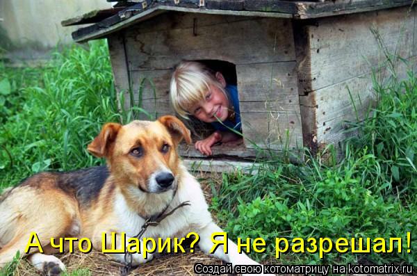 А что Шарик? Я не разрешал!... Котоматрица: А что Шарик? Я не разрешал!