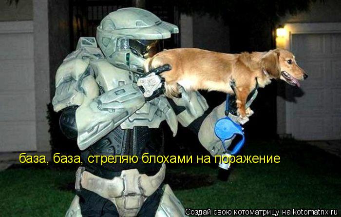 база, база, стреляю блохами на поражение... Котоматрица: база, база, стреляю блохами на поражение