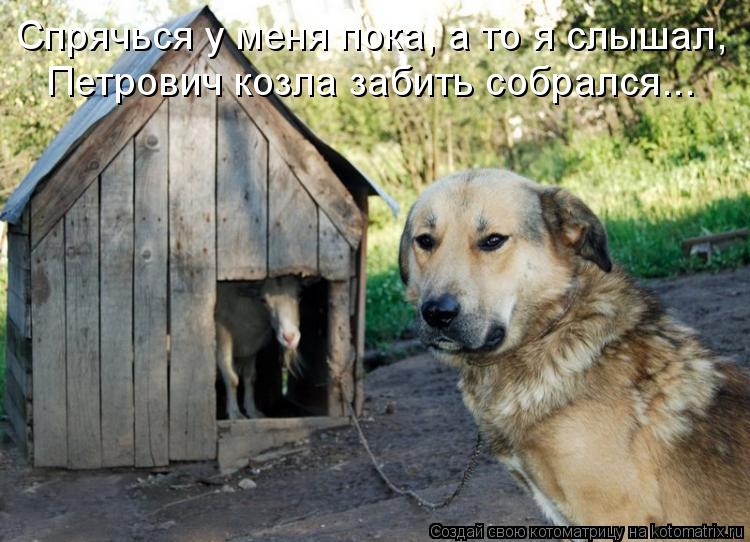 Котоматрица: Спрячься у меня пока, а то я слышал, Петрович козла забить собрался...