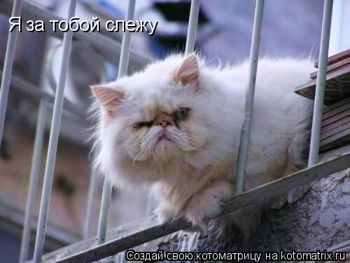 Я за тобой слежу... Котоматрица: Я за тобой слежу