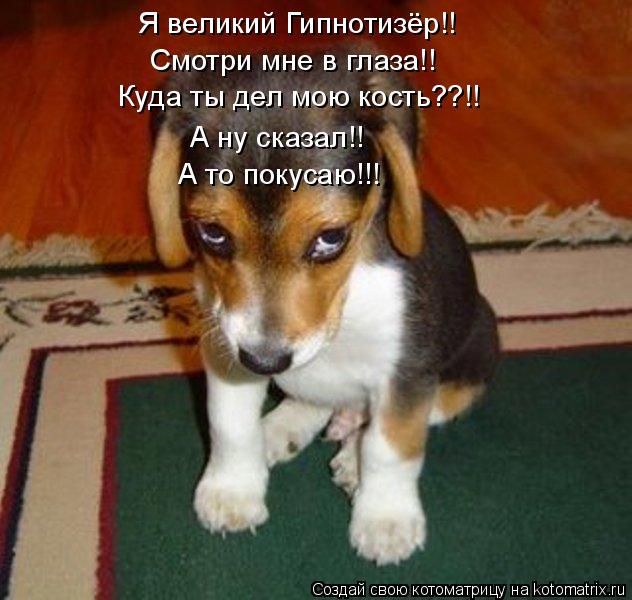 Я великий Гипнотизёр!! Смотри мне в глаза!! Куда ты дел мою кость??!! А ну сказал!! А то покусаю!!!... Котоматрица: Я великий Гипнотизёр!! Смотри мне в глаза!! Куда ты дел мою кость??!! А ну сказал!! А то покусаю!!!