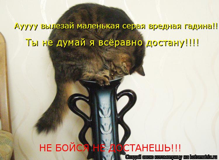 Ауууу вылезай маленькая серая вредная гадина!!! Ты не думай я всёравно достану!!!! НЕ БОЙСЯ НЕ ДОСТАН... Котоматрица: Ауууу вылезай маленькая серая вредная гадина!!! Ты не думай я всёравно достану!!!! НЕ БОЙСЯ НЕ ДОСТАНЕШЬ!!!