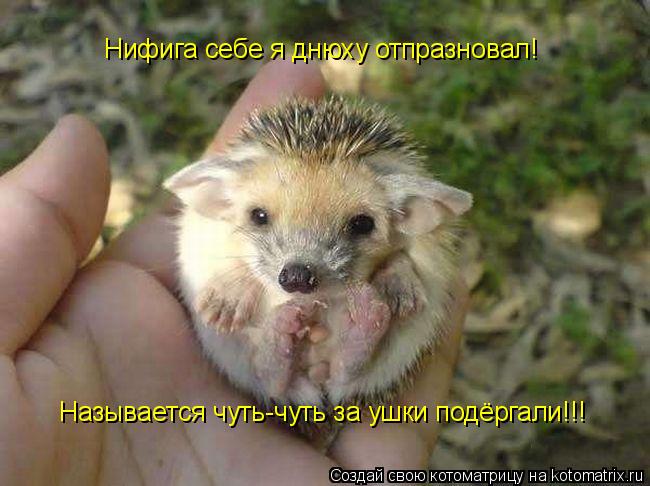 Нифига себе я днюху отпразновал! Называется чуть-чуть за ушки подёргали!!!... Котоматрица: Нифига себе я днюху отпразновал! Называется чуть-чуть за ушки подёргали!!!