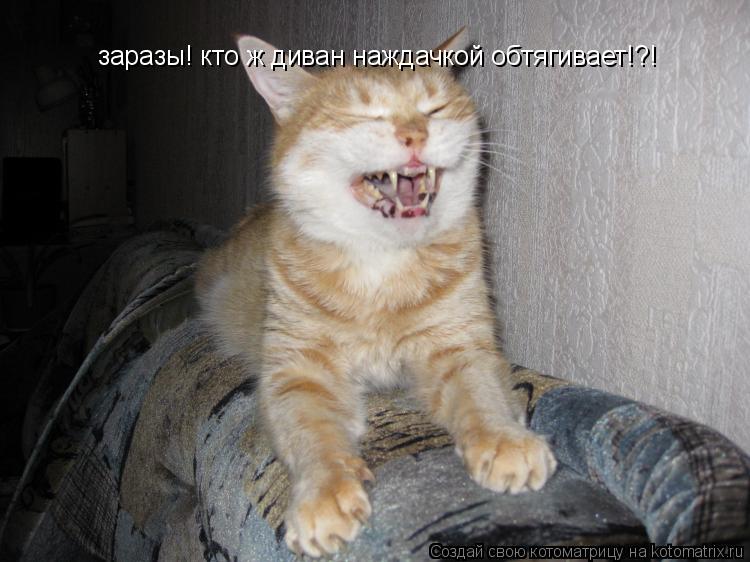 заразы! кто ж диван наждачкой обтягивает!?!... Котоматрица: заразы! кто ж диван наждачкой обтягивает!?!