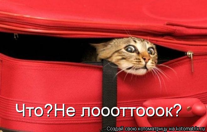 Что?Не лоооттооок?... Котоматрица: Что?Не лоооттооок?