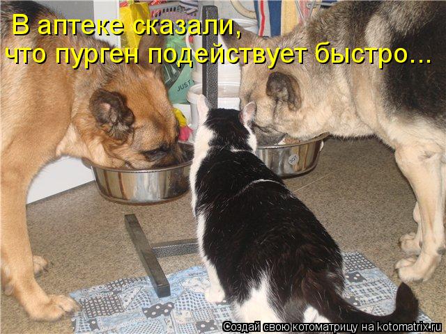 В аптеке сказали, что пурген подействует быстро...... Котоматрица: В аптеке сказали, что пурген подействует быстро...