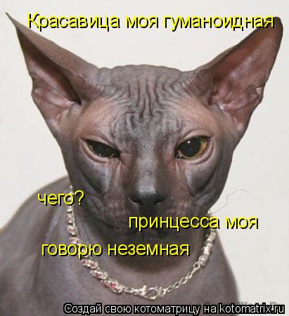 Красавица моя гуманоидная чего? принцесса моя говорю неземная... Котоматрица: Красавица моя гуманоидная чего? принцесса моя говорю неземная