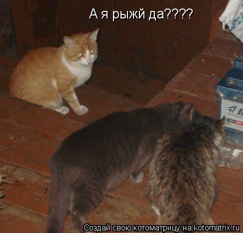 А я рыжй да????... Котоматрица: А я рыжй да????
