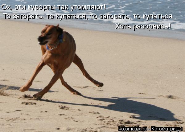 Котоматрица: То загорать, то купаться, то загорать, то купаться...  Ох, эти курорты так утомляют!  Хоть разорвись!