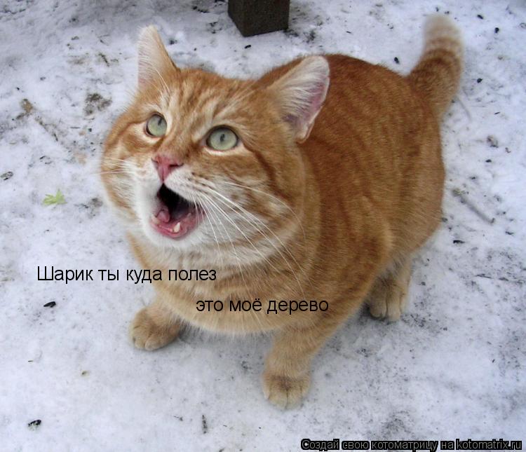 Шарик ты куда полез это моё дерево... Котоматрица: Шарик ты куда полез это моё дерево