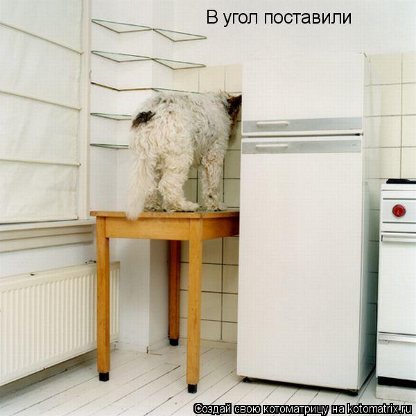 В угол поставили... Котоматрица: В угол поставили