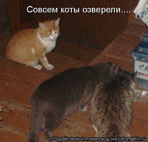 Совсем коты озверели....... Котоматрица: Совсем коты озверели....