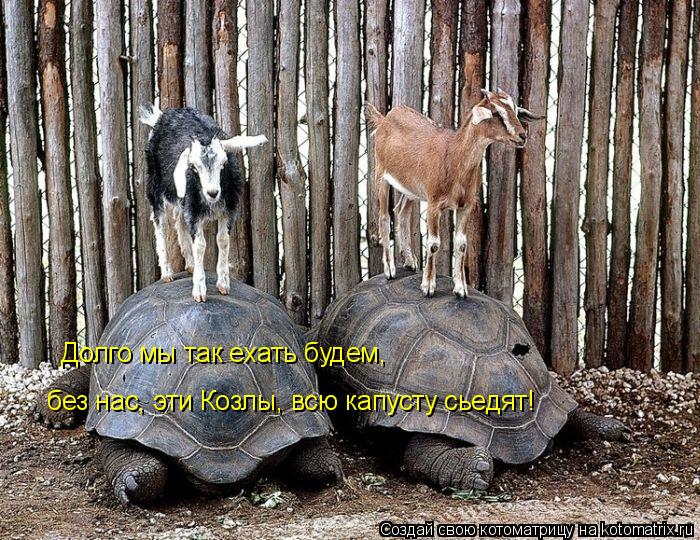 Долго мы так ехать будем, без нас, эти Козлы, всю капусту сьедят!... Котоматрица: Долго мы так ехать будем, без нас, эти Козлы, всю капусту сьедят!