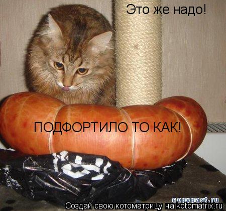Это же надо! ПОДФОРТИЛО ТО КАК!... Котоматрица: Это же надо! ПОДФОРТИЛО ТО КАК!