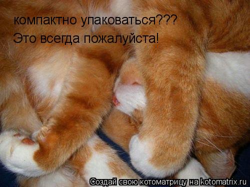 компактно упаковаться??? Это всегда пожалуйста!... Котоматрица: компактно упаковаться??? Это всегда пожалуйста!