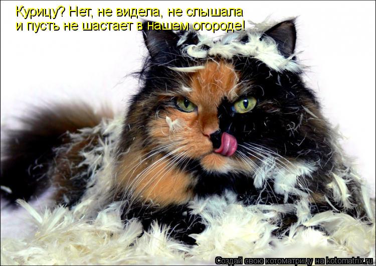Котоматрица: Курицу? Нет, не видела, не слышала  и пусть не шастает в нашем огороде!