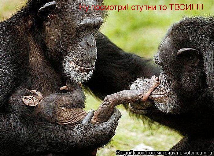 Ну посмотри! ступни то ТВОИ!!!!!... Котоматрица: Ну посмотри! ступни то ТВОИ!!!!!
