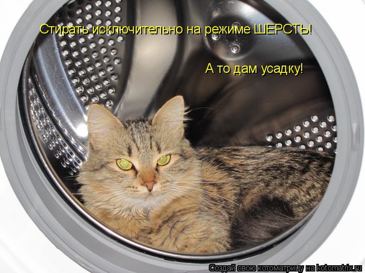 Стирать исключительно на режиме ШЕРСТЬ! А то дам усадку!... Котоматрица: Стирать исключительно на режиме ШЕРСТЬ! А то дам усадку!