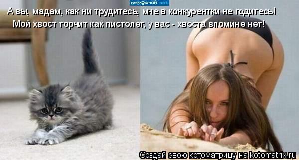 А вы, мадам, как ни трудитесь, мне в конкурентки не годитесь! Мой хвост торчит как пистолет, у вас -... Котоматрица: А вы, мадам, как ни трудитесь, мне в конкурентки не годитесь! Мой хвост торчит как пистолет, у вас - хвоста впомине нет!